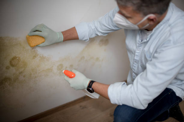 Best Mold Testing and Inspection Services in Manhasset Hills, NY