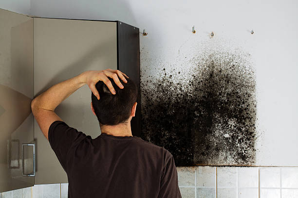 Best Black Mold Remediation in Manhasset Hills, NY